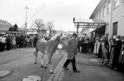 Ein Pferdehändler auf dem Weg zu Halle