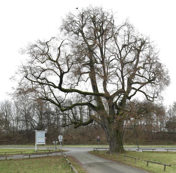 Datei:Muenederlingstrlinde122020c95.jpg
