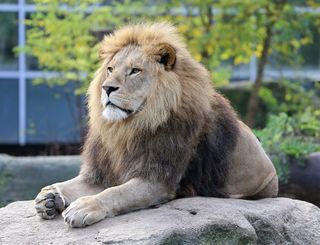 Loewe Panthera leo Tierpark Hellabrunn-6.jpg