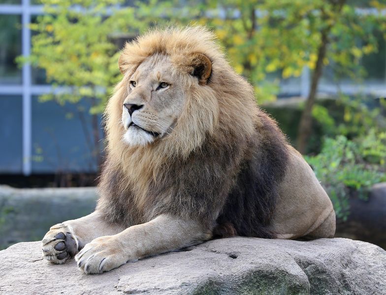 Datei:Loewe Panthera leo Tierpark Hellabrunn-6.jpg