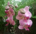Orchidee in der Blumenhalle 1