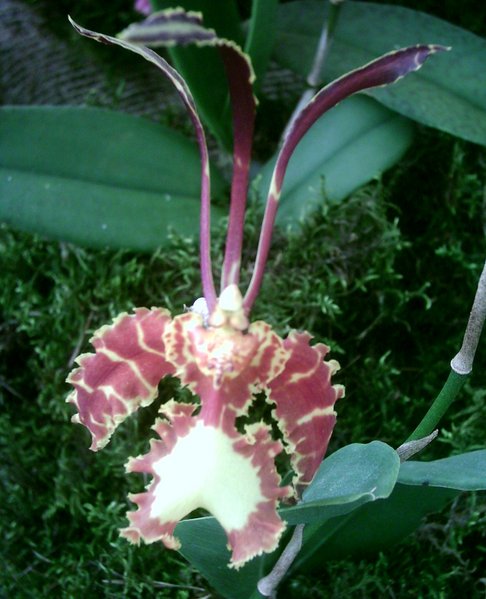 Datei:BUGA 05 Orchidee 03.jpg