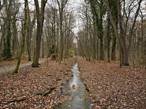 Im Wald von Hartmannshofen