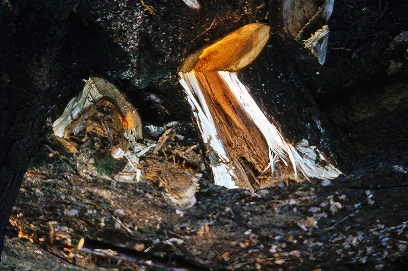 Datei:Baumschaden GrünwalderForst 1974.jpg