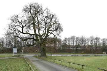 Am Gut Nederling steht dieses gewachsene Naturdenkmal