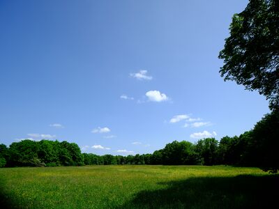 Auch das findet sich neben den Wald in der Parkanlage, Blumenwiesen