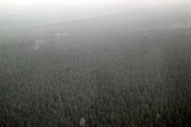 Das war der Forstenrieder Park 1989. Durch die Winterstürme 1990 wurden Löcher in den Wald gerissen, die trotz Nachpflanzungen bis heute auffindbar sind.