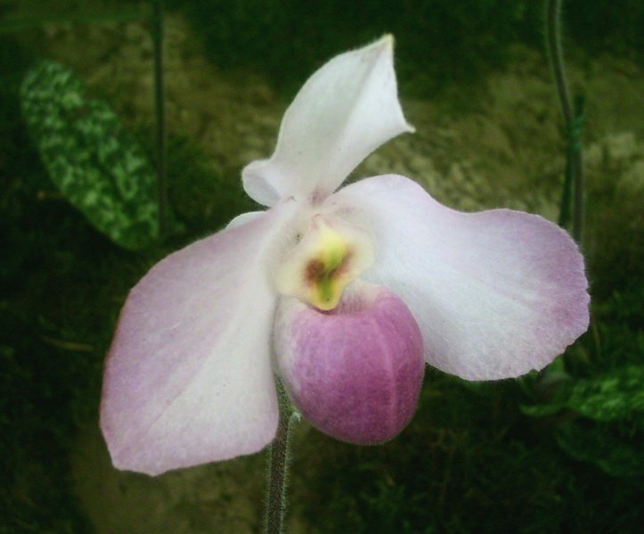 Datei:BUGA 05 Orchidee 02.jpg