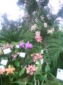 Orchideenausstellung in der Blumenhalle 1